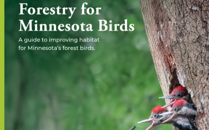 Forestry for Minnesota Birds Workshop